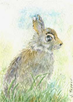 "Bunny Foo Foo" by Jean Tupper, McFarland WI - Watercolor